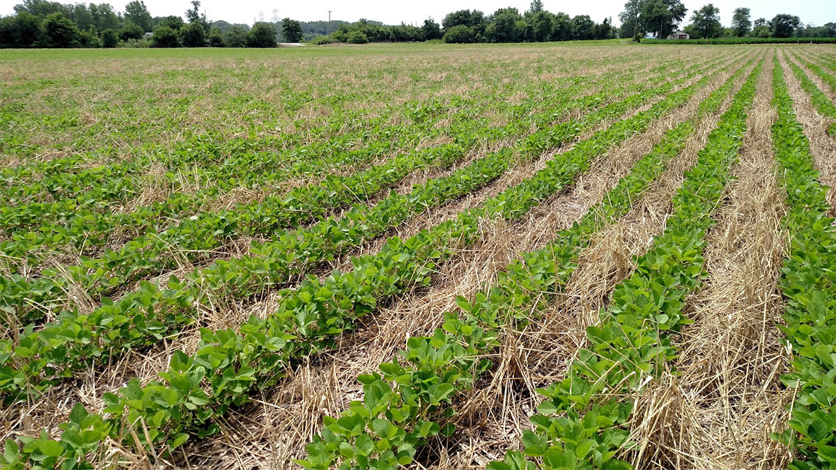 la destruction de l’agriculture